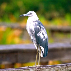 immature blue heron
